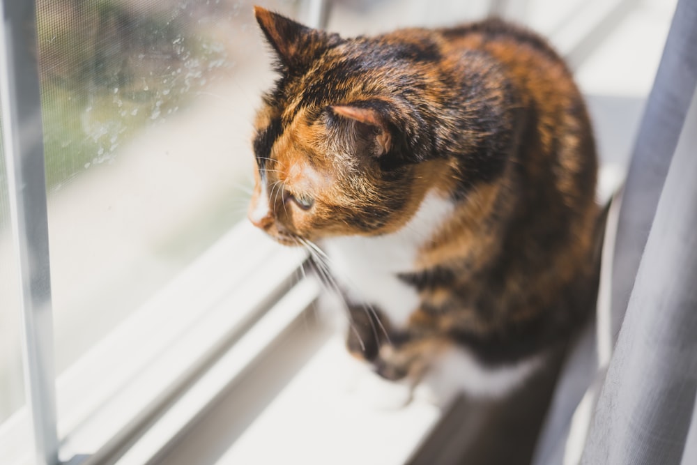 tortoiseshell cat sitting near glass window