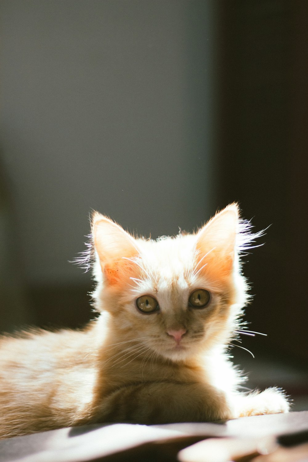 orange tabby kitten