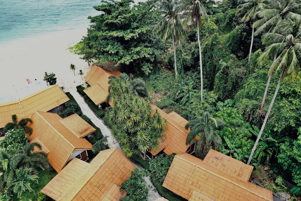 aerial photo of trees near ocean during daytime