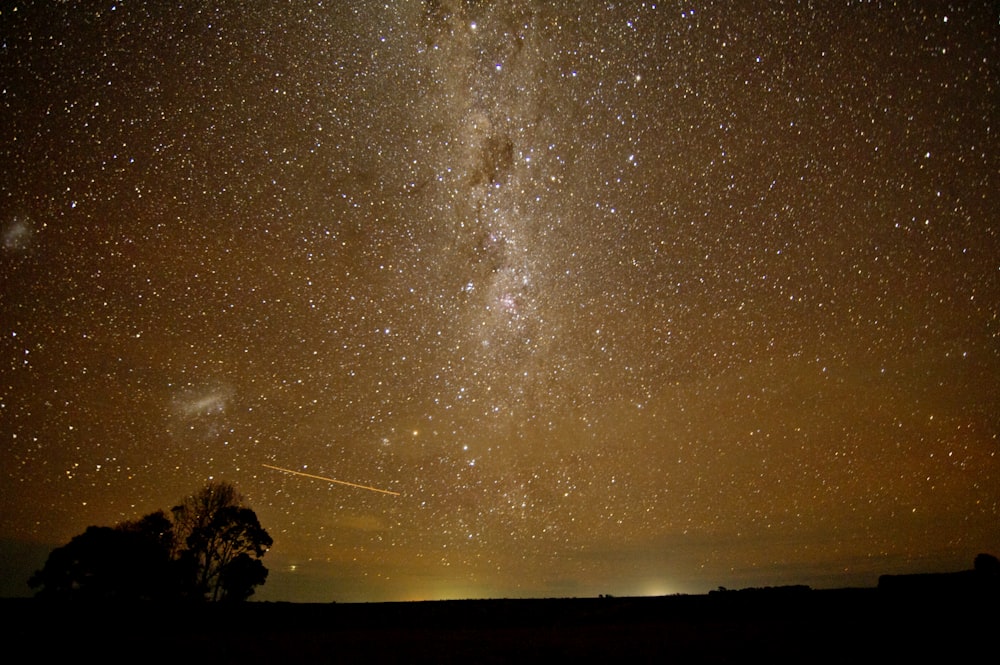 silhouette of trees under starry night