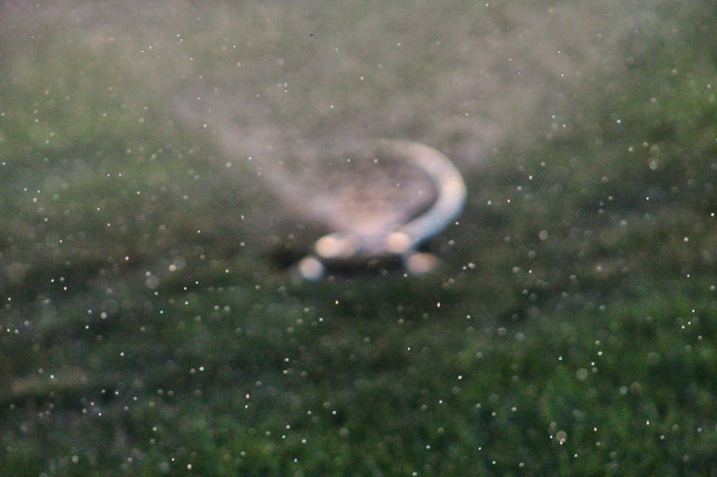 Rotary sprinkler head spraying water arc over green lawn, morning light