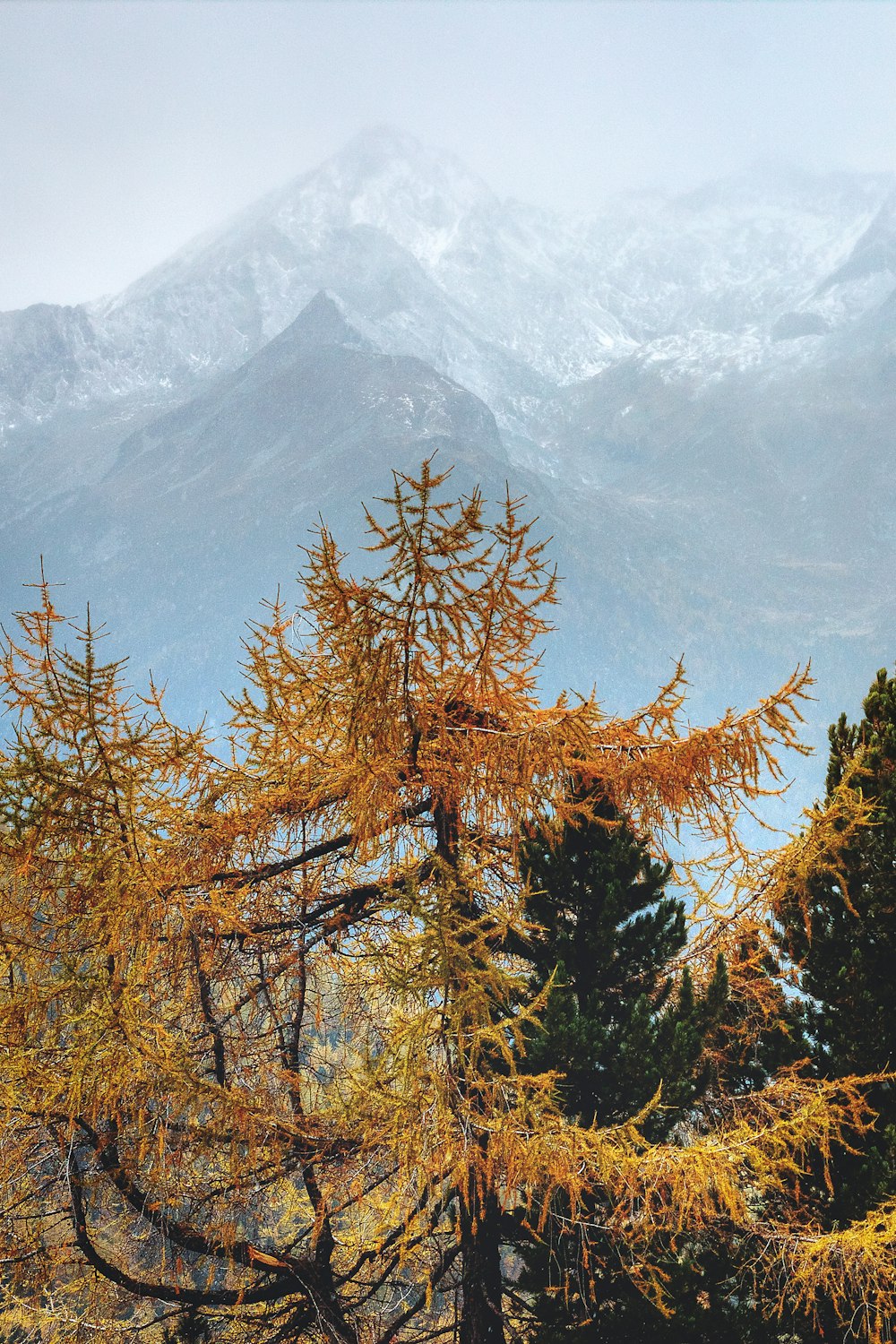 brown-leafed pine tree