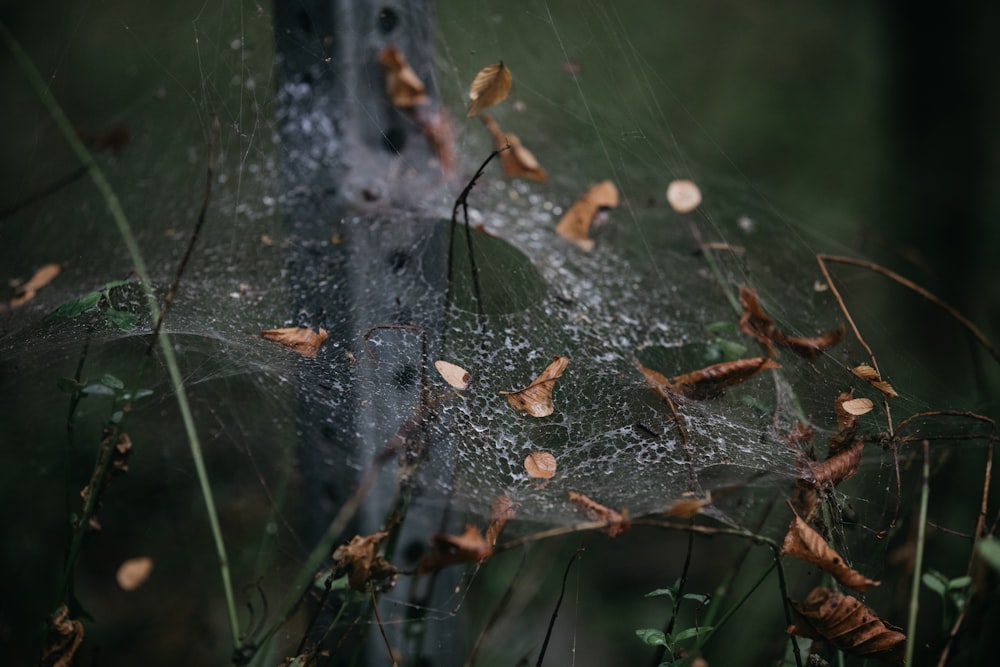 dried leaves on spider web