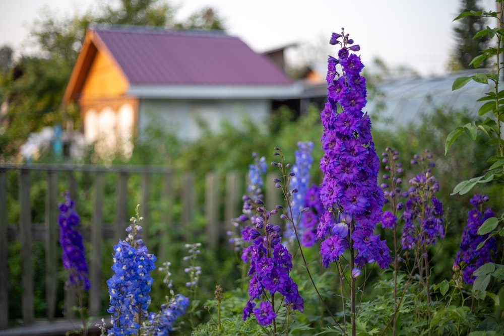 purple hyacinths