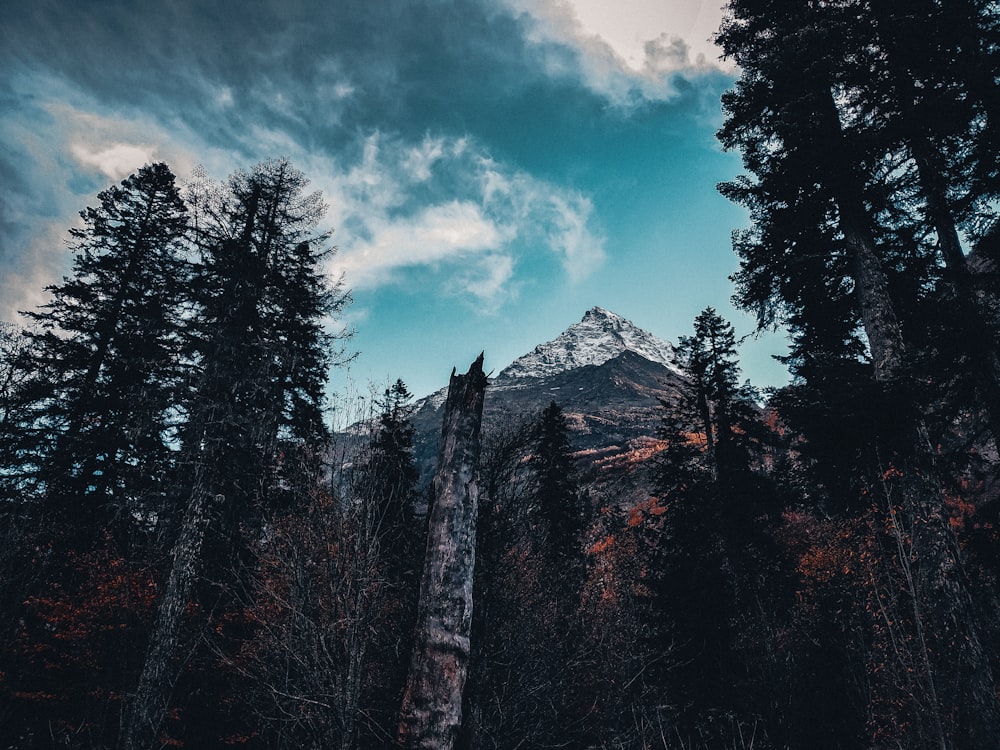 bosque bajo nubes blancas