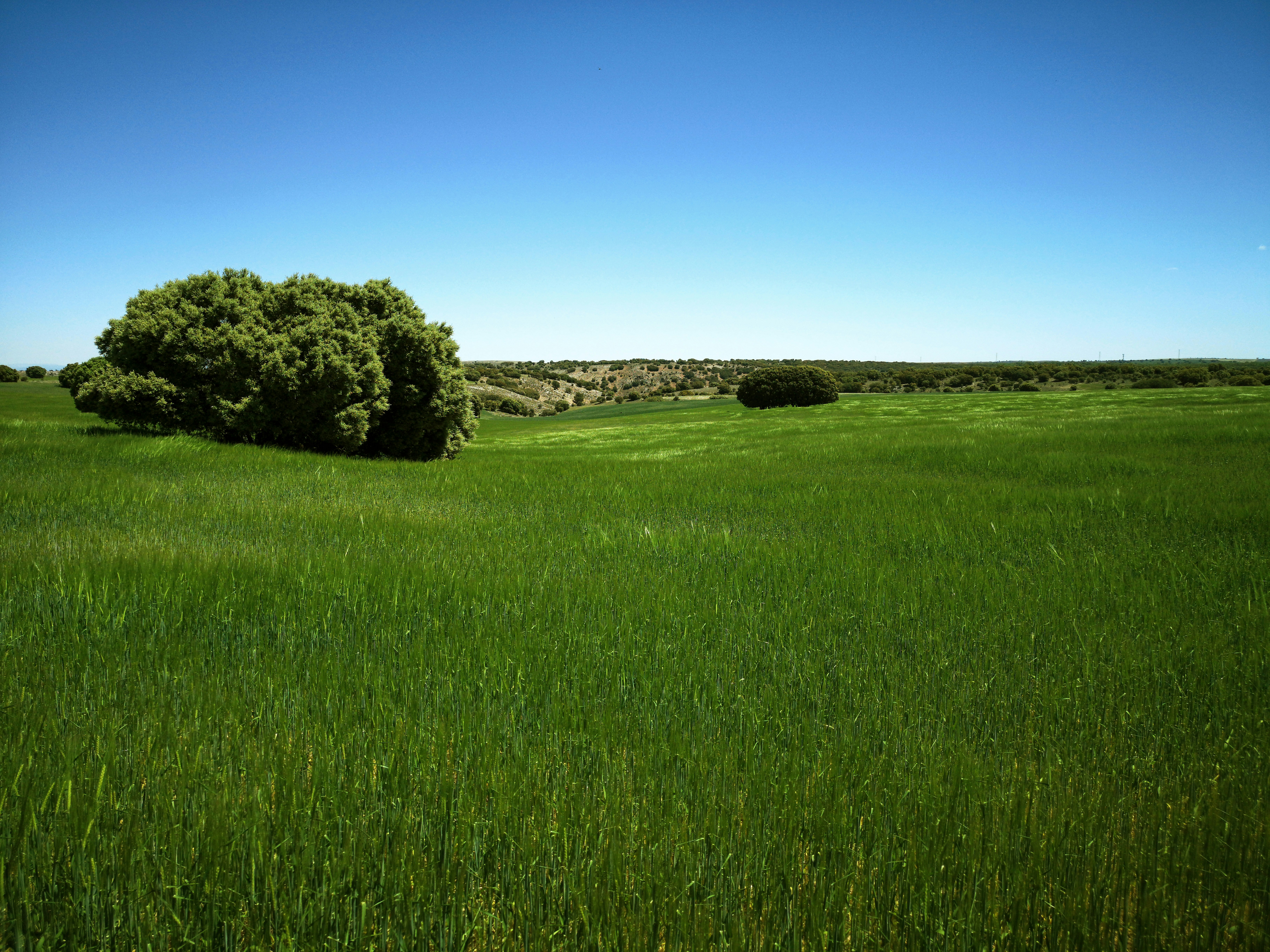 Agricultural field with sustainable irrigation systems