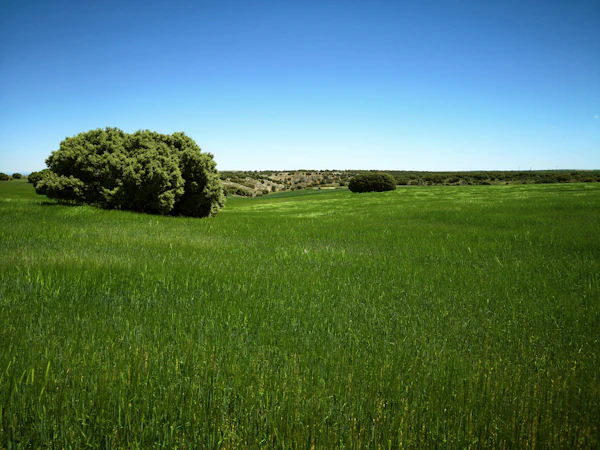 Pea field at harvest