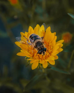 Close-up of a vibrant africanized honeybee perched on a bright yellow flower, wings shimmering in the sunlight.