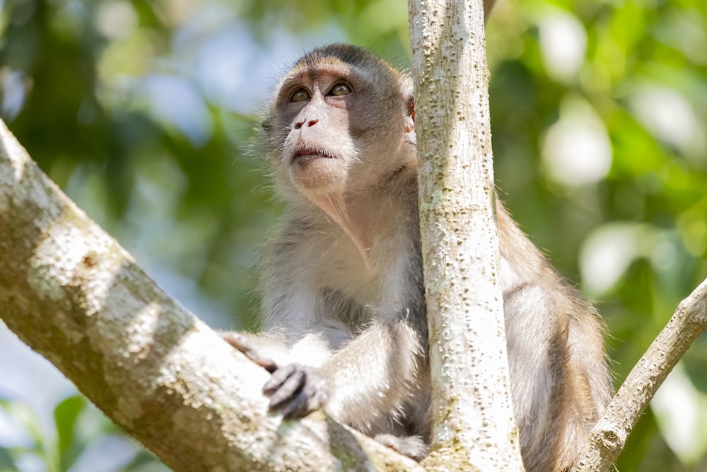 brown monkey climbing on tree