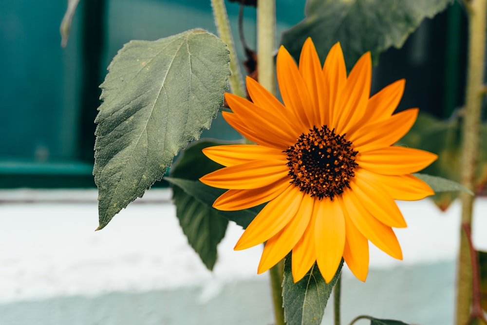 orange flowers with leaves