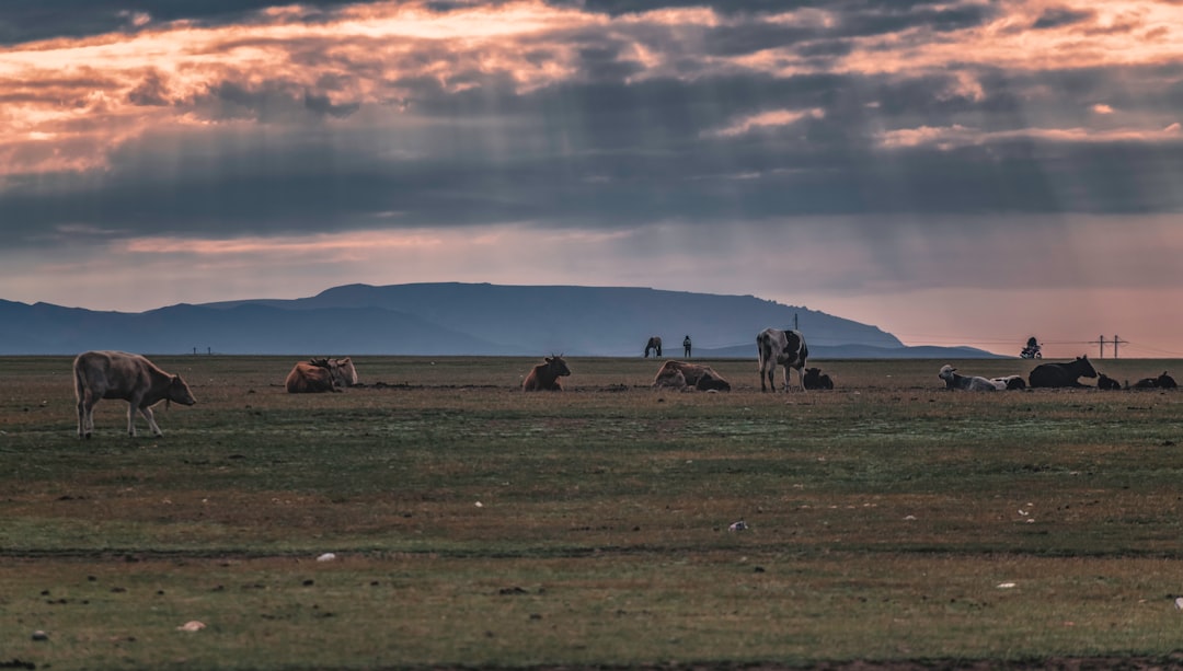 herd of cow