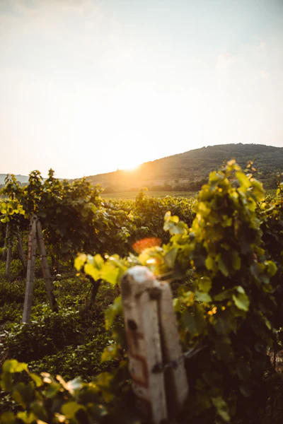 Chianti kőház szőlőbirtokon