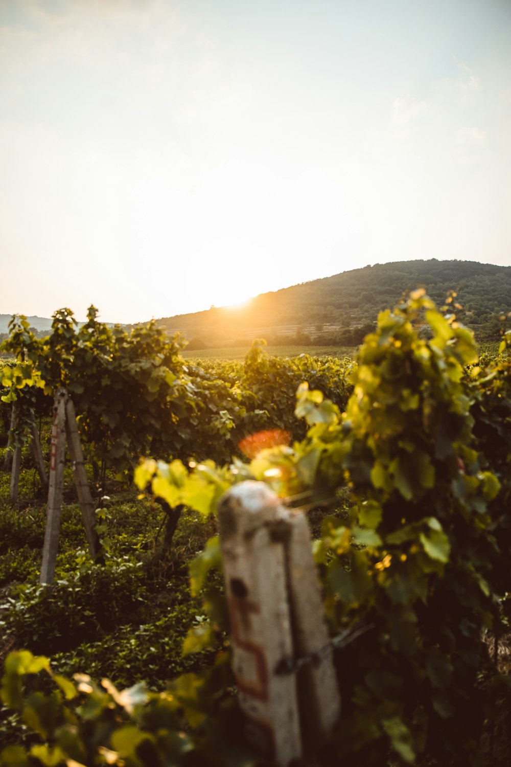 the sun is setting over a vineyard with vines