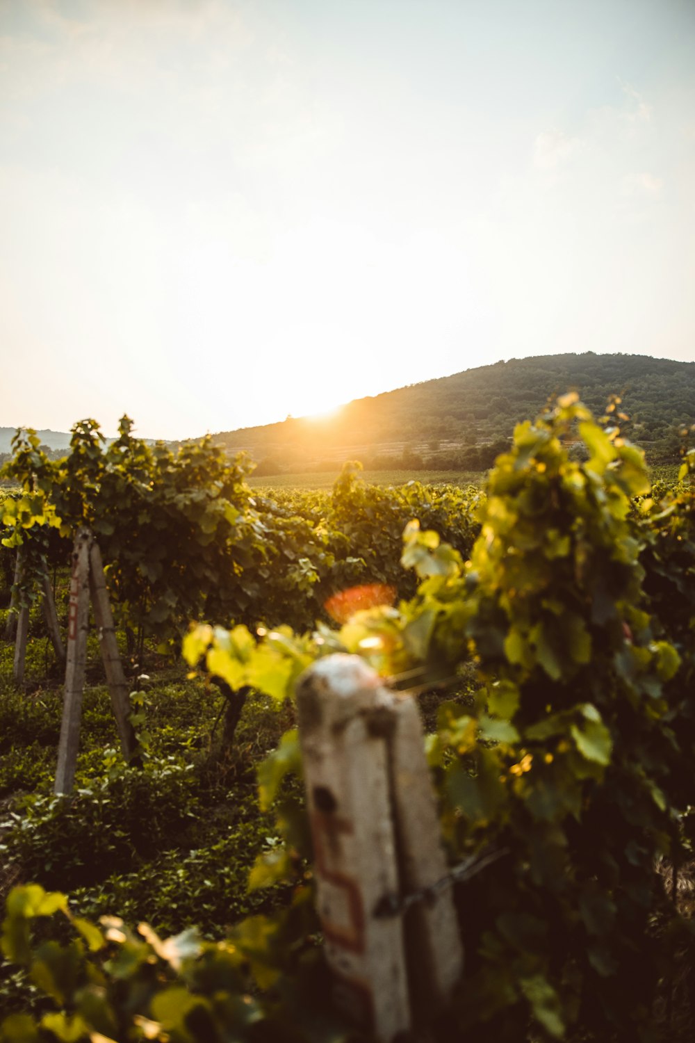 Die Sonne geht über einem Weinberg mit Weinreben unter