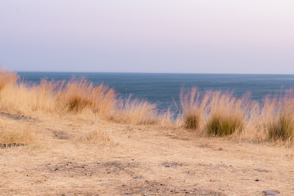 brown grass during daytime