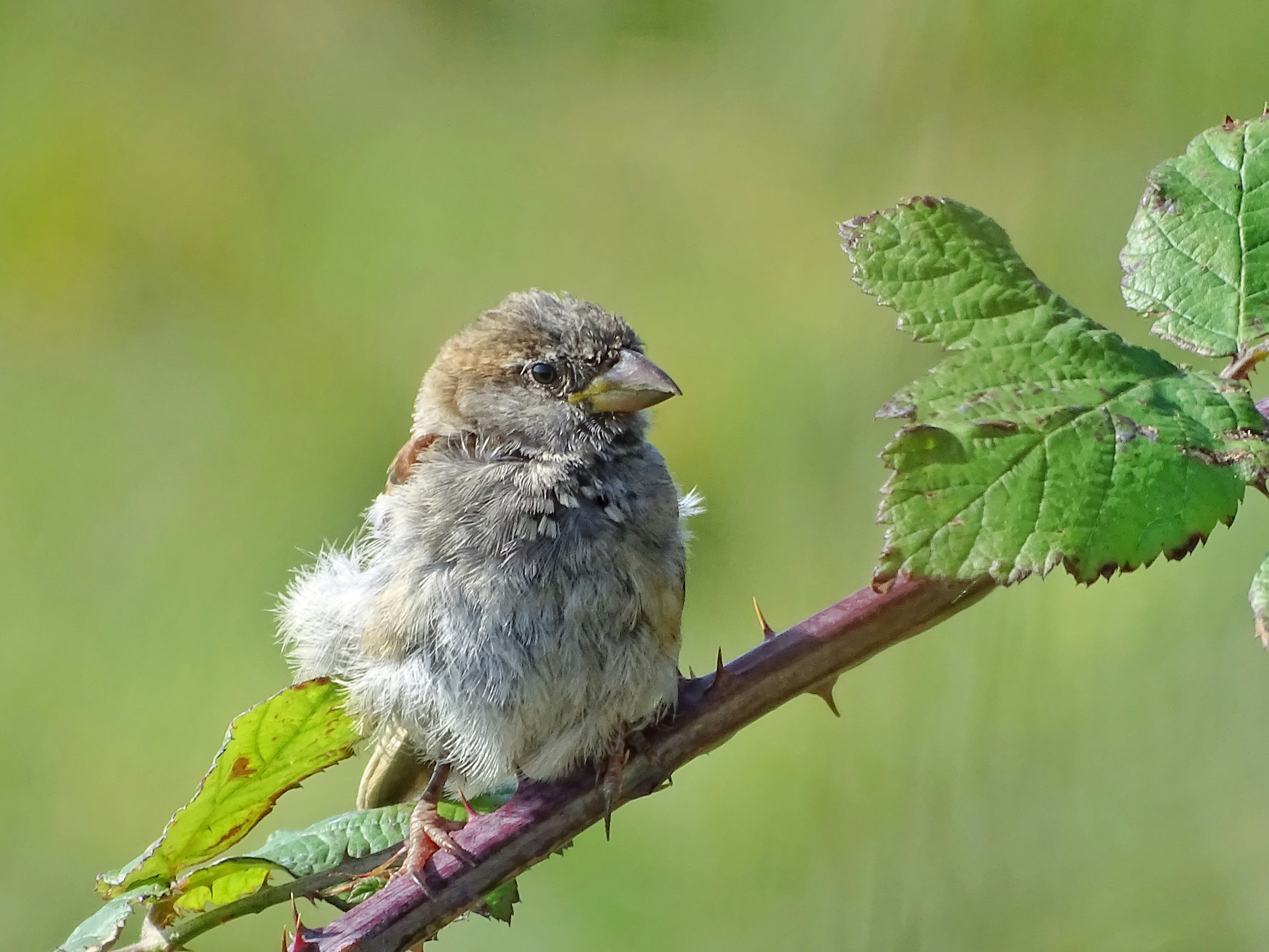 grey bird perching on brown branch