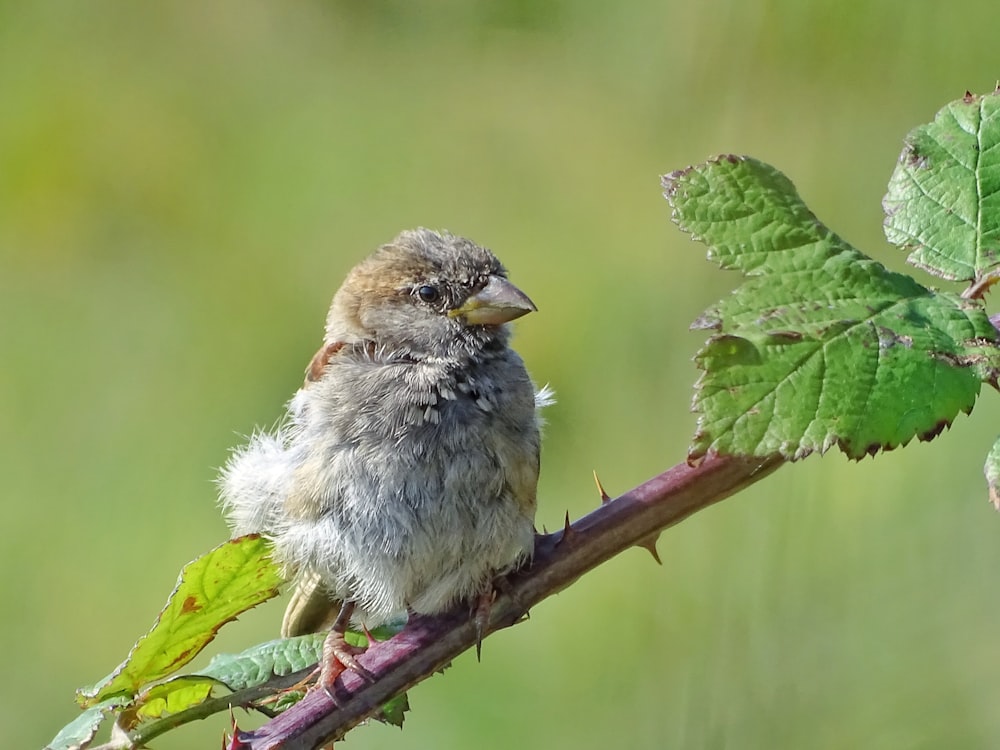 grey bird perching on brown branch