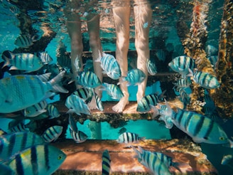blue fish