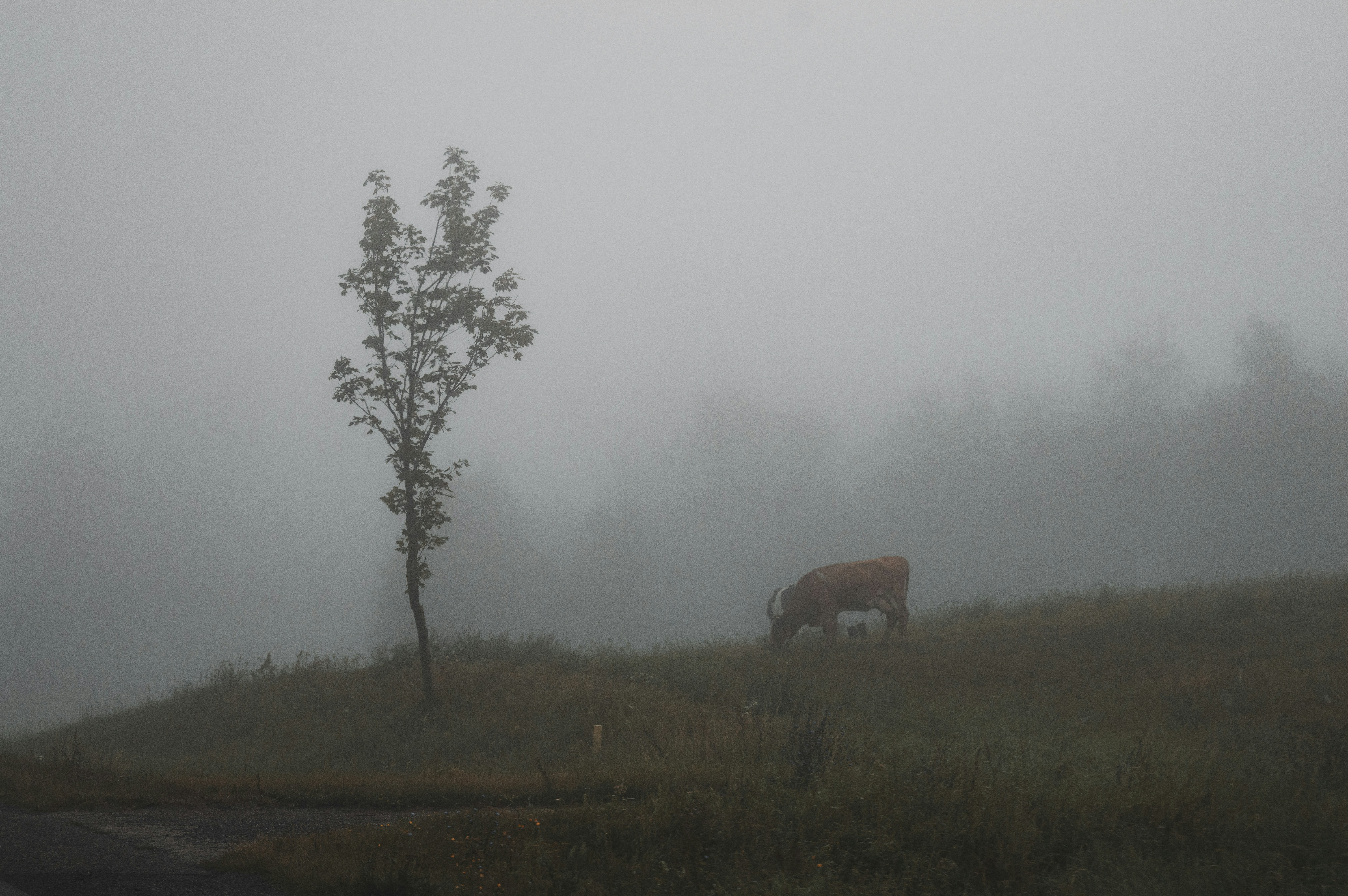 Photo by mavredium
