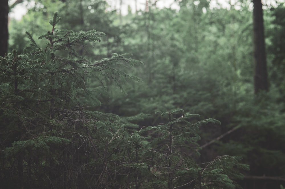 green-leafed tree during daytime