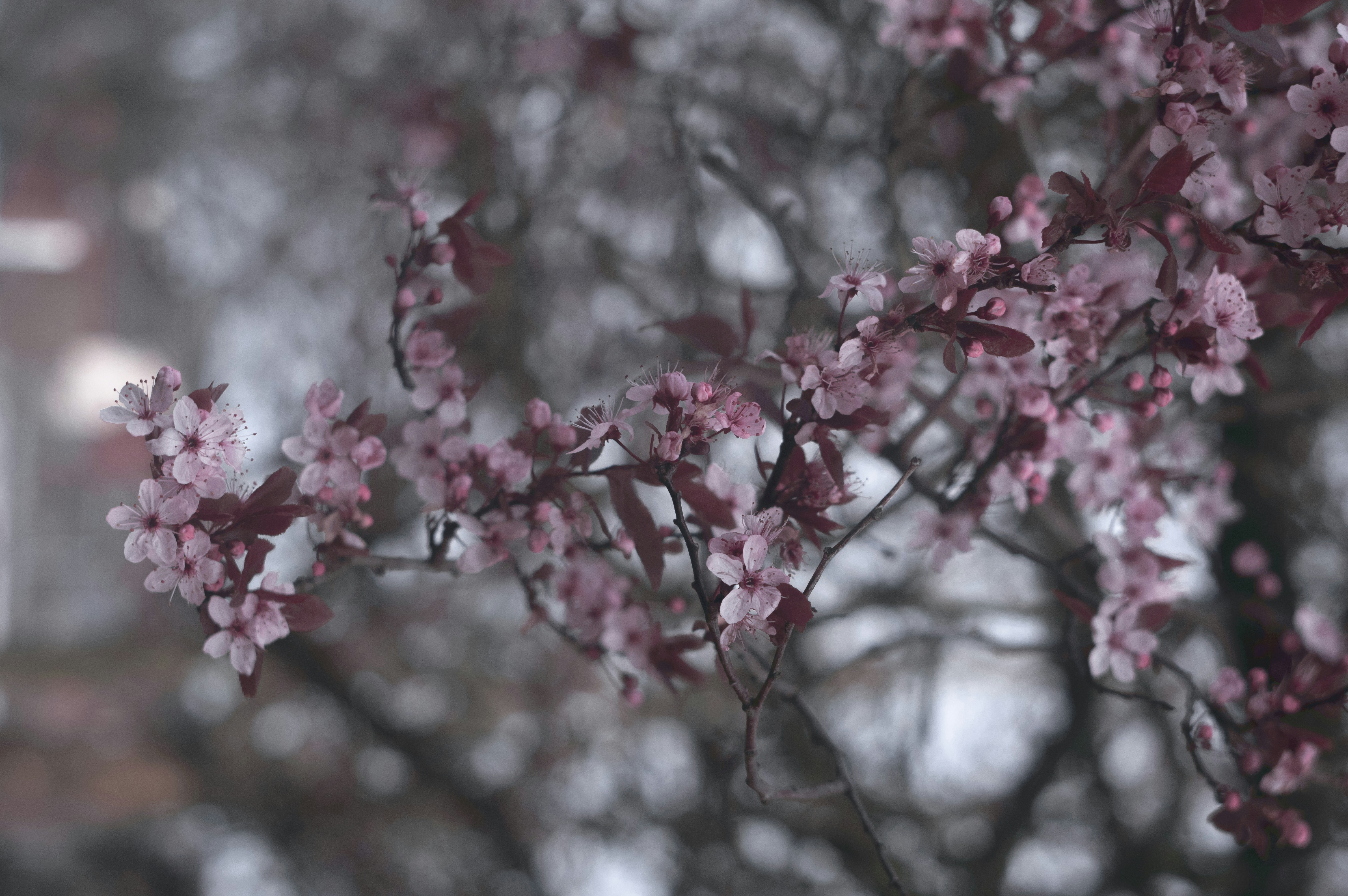 Photo by mavredium