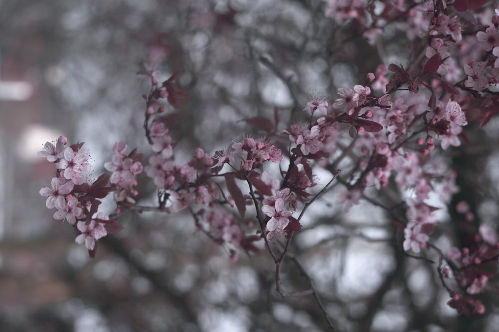 pink petaled flower