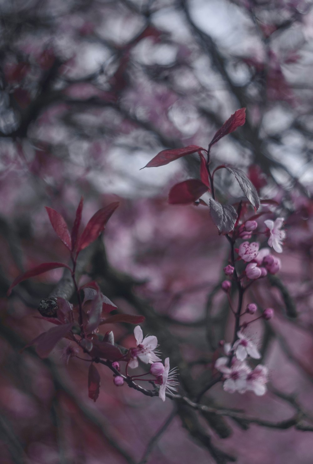 red petaled flower