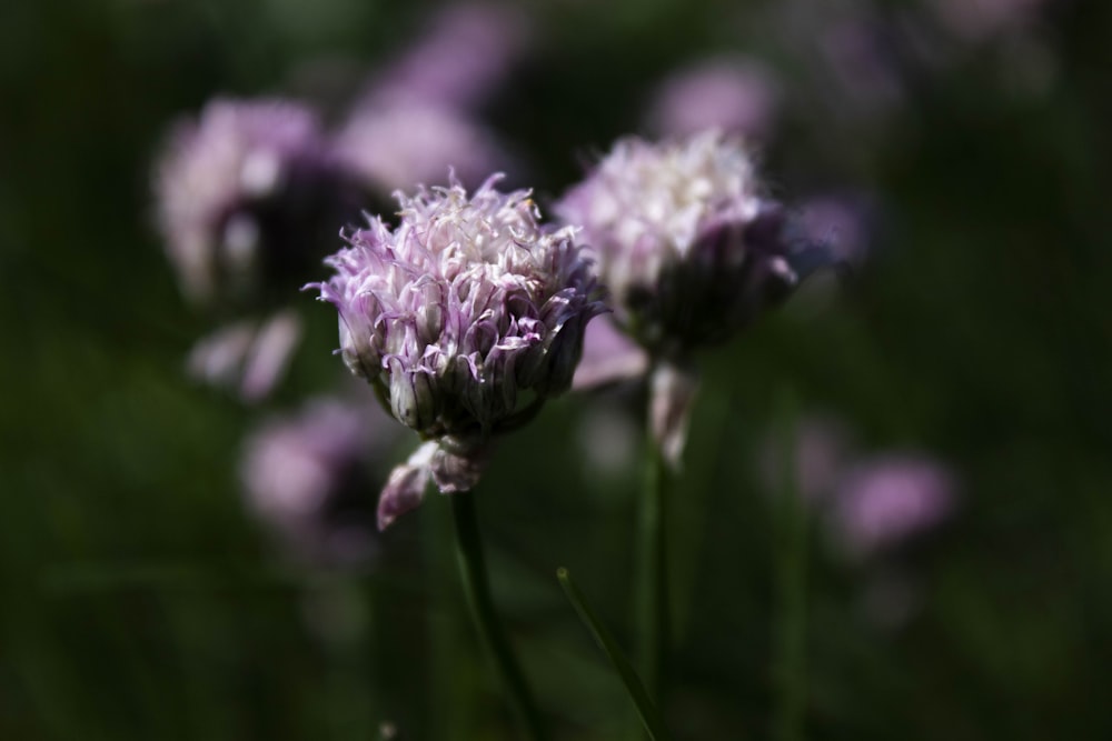 purple flower buds