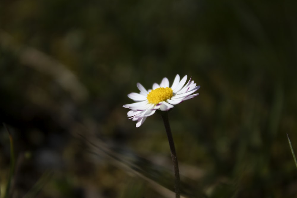 white petaled flower