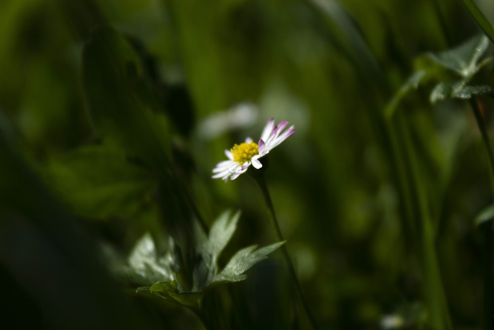 white daisy flower