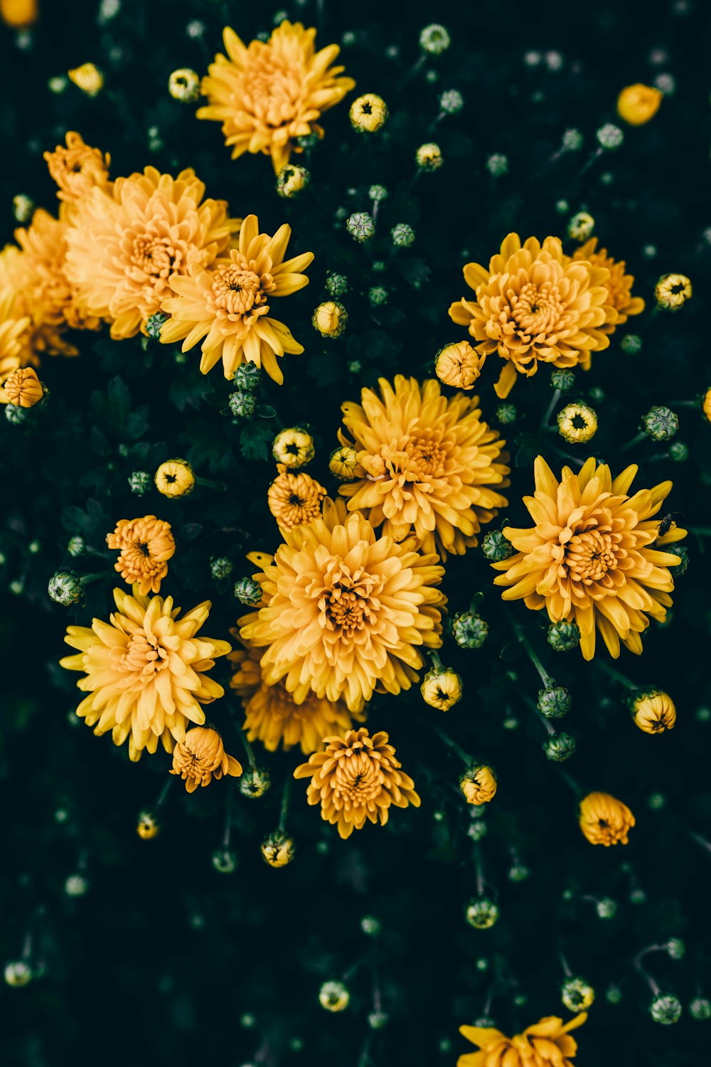 yellow petaled flower