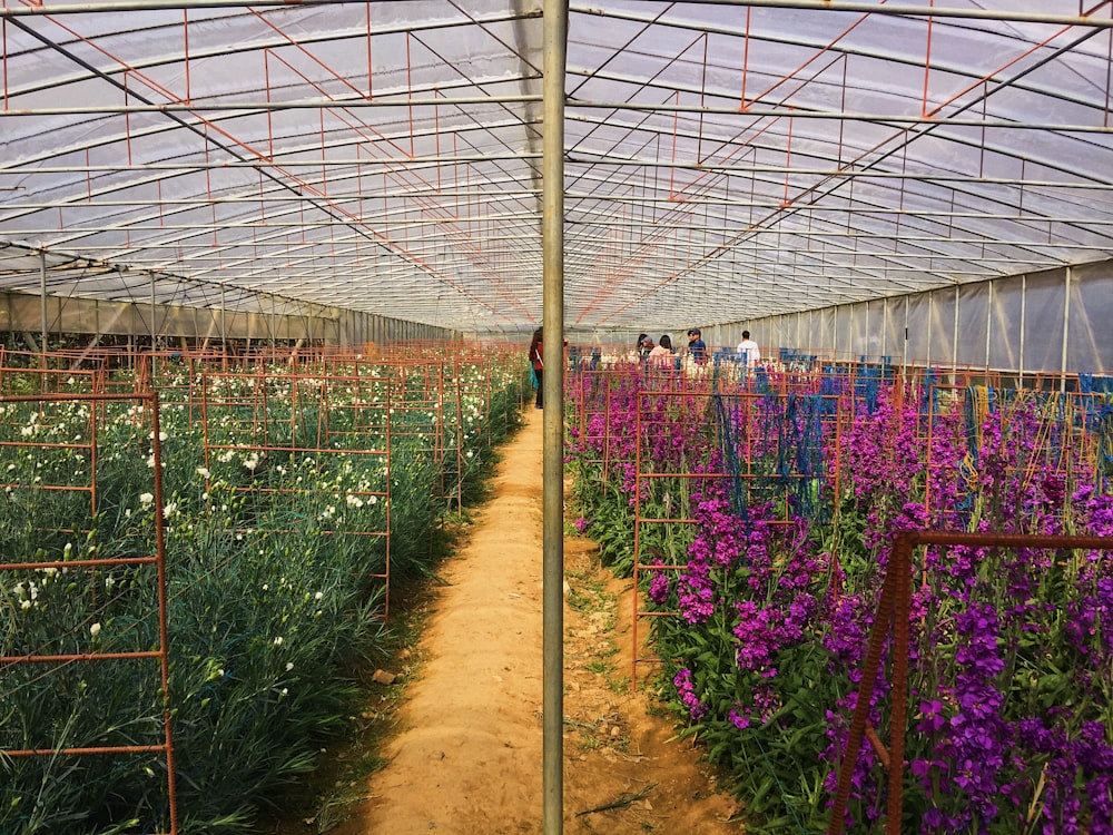 purple flowers in greenhouse