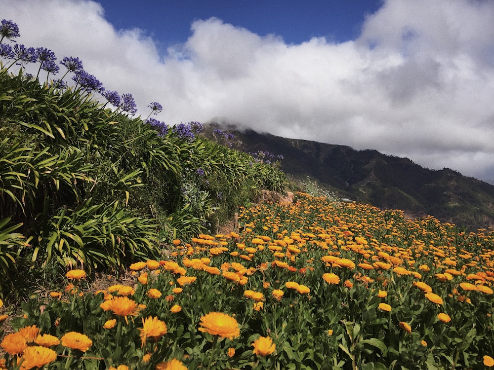 orange petaled flowers