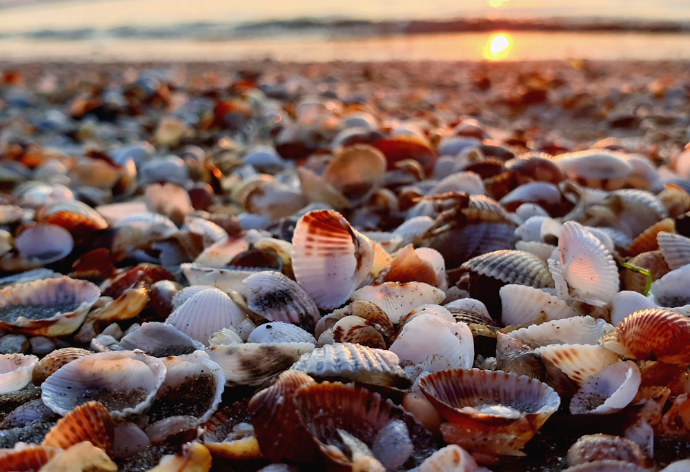 brown and white sea shells on selective focus photography