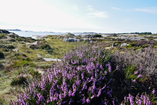 Purple heather flowers bloom in the foreground, set against a backdrop of rocky terrain that stretches towards the distant shoreline and ocean. The sky is clear with scattered clouds, and the landscape is bathed in bright sunlight, showcasing a contrast between the vibrant heather and the muted tones of the rocks and greenery.