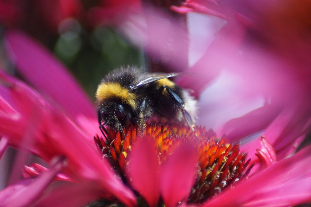 black and yellow bee perching on flowe