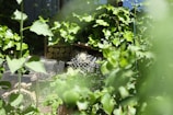 A garden scene features lush green foliage with various leaves and plants. In the center, a structure made of wooden blocks and wire mesh appears designed to attract insects, possibly a bug hotel. The natural lighting gives depth and vibrancy to the greenery.
