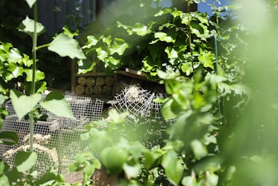 A garden scene features lush green foliage with various leaves and plants. In the center, a structure made of wooden blocks and wire mesh appears designed to attract insects, possibly a bug hotel. The natural lighting gives depth and vibrancy to the greenery.
