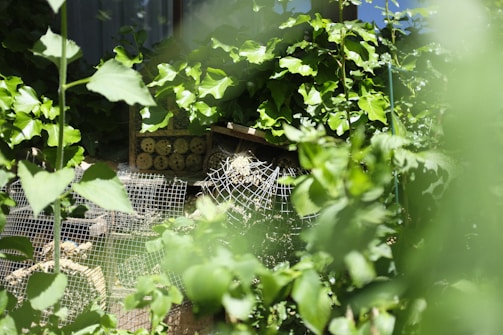 A garden scene features lush green foliage with various leaves and plants. In the center, a structure made of wooden blocks and wire mesh appears designed to attract insects, possibly a bug hotel. The natural lighting gives depth and vibrancy to the greenery.