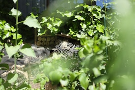 A garden scene features lush green foliage with various leaves and plants. In the center, a structure made of wooden blocks and wire mesh appears designed to attract insects, possibly a bug hotel. The natural lighting gives depth and vibrancy to the greenery.