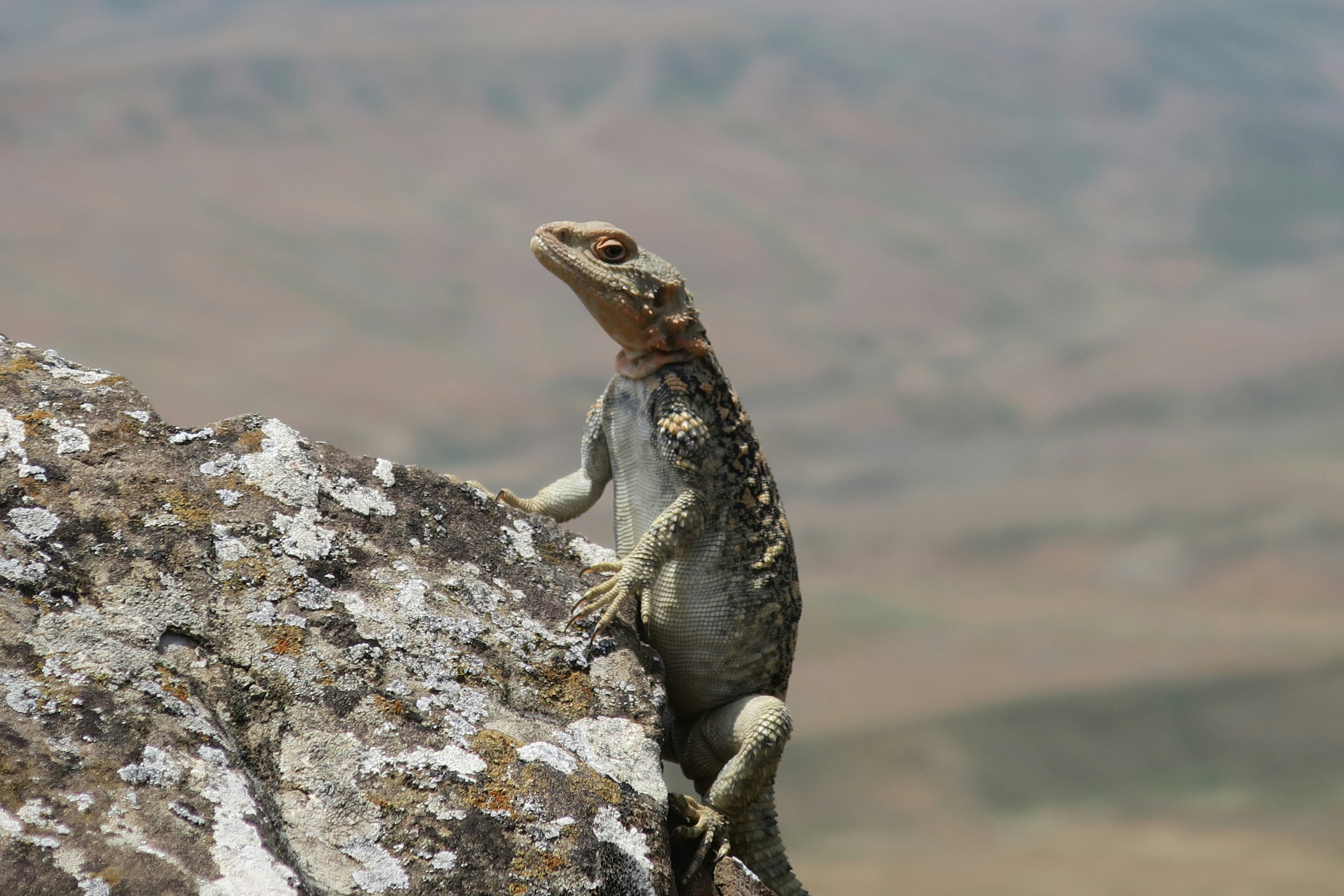 Dinosaur Footprints Lesotho