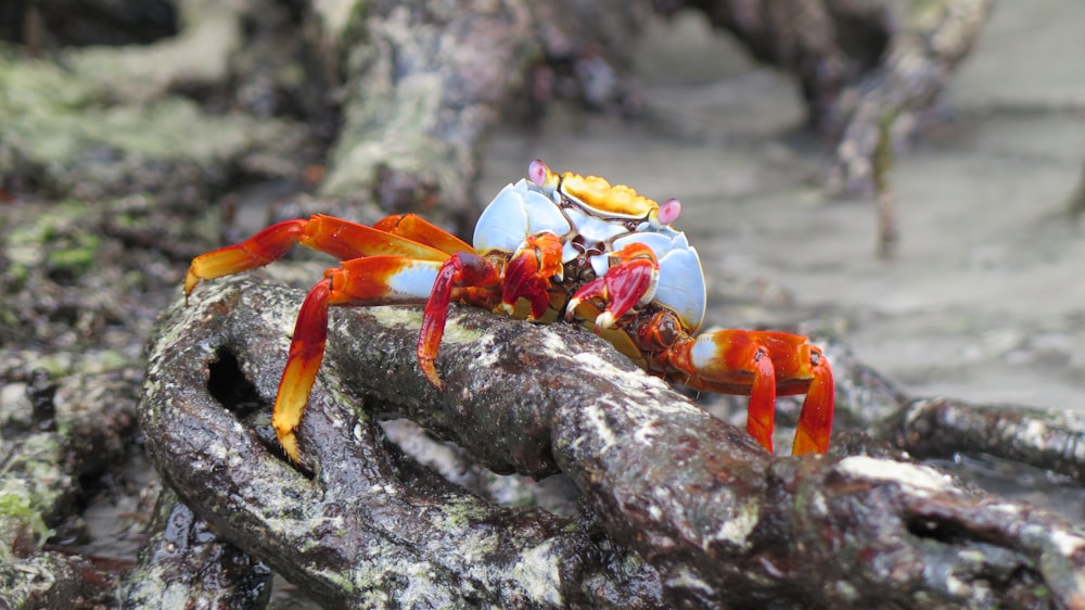 orange and white crab