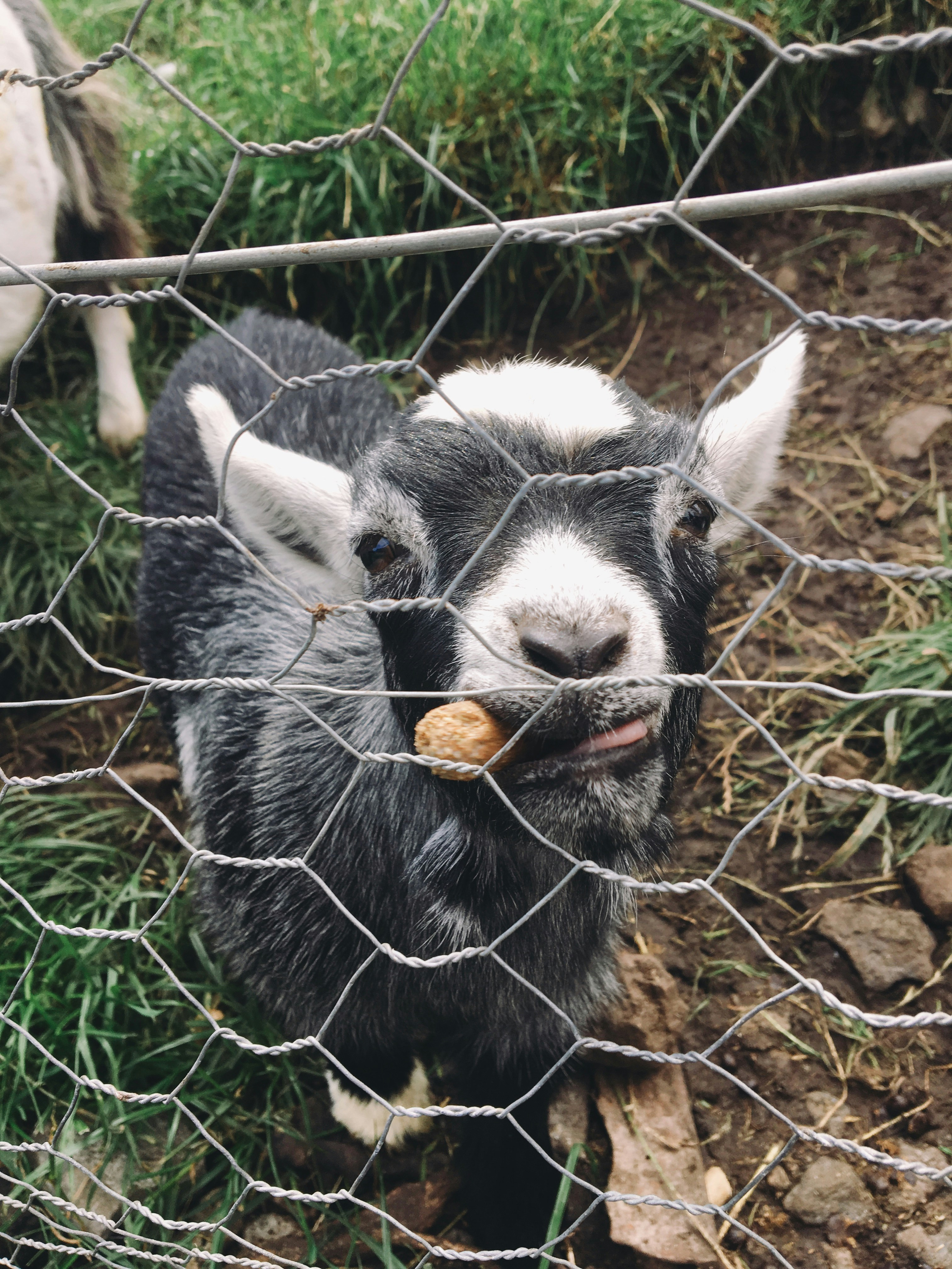 kambing hitam dan putih