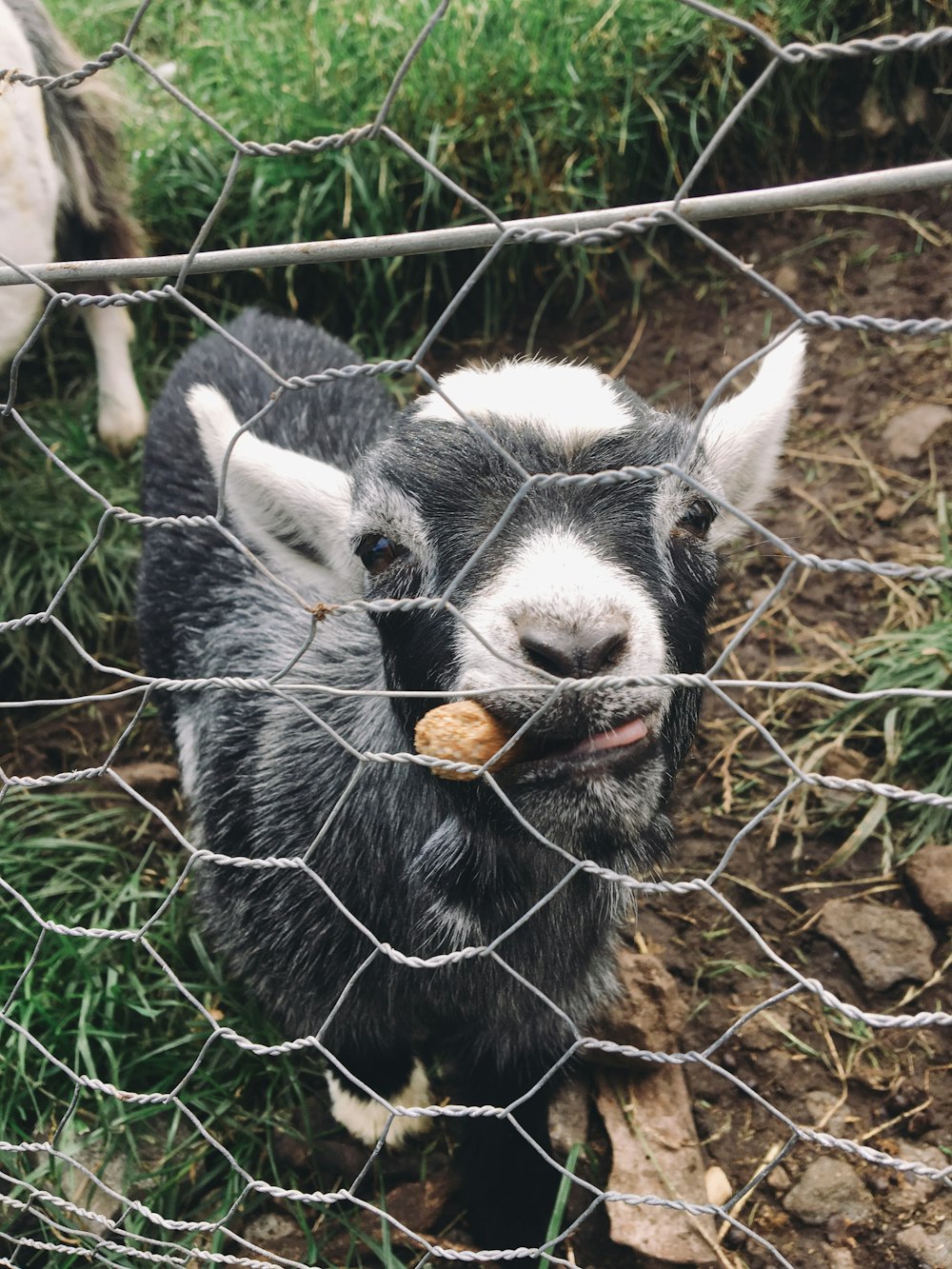 black and white goat