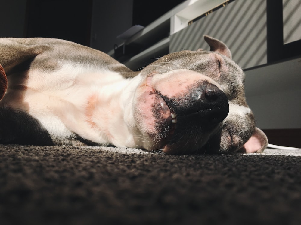 blue and white American pit bull terrier on brown carpet