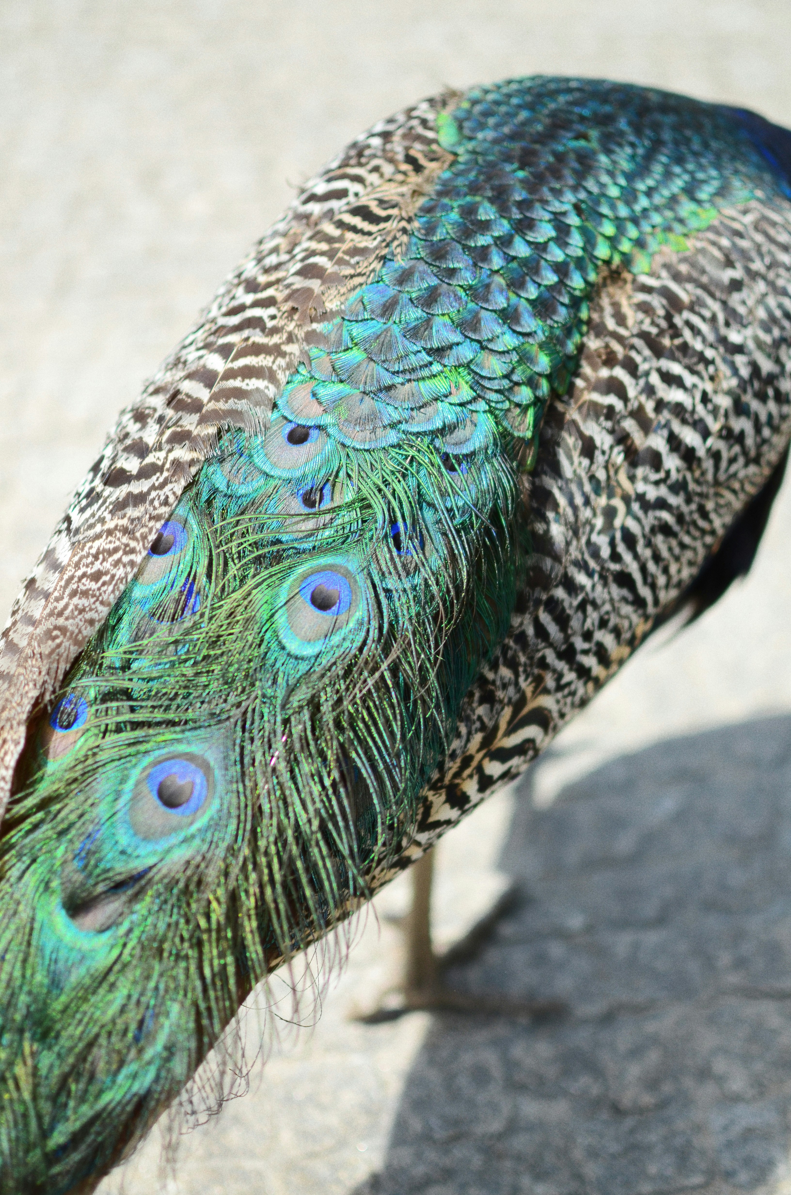 pavo real azul y gris