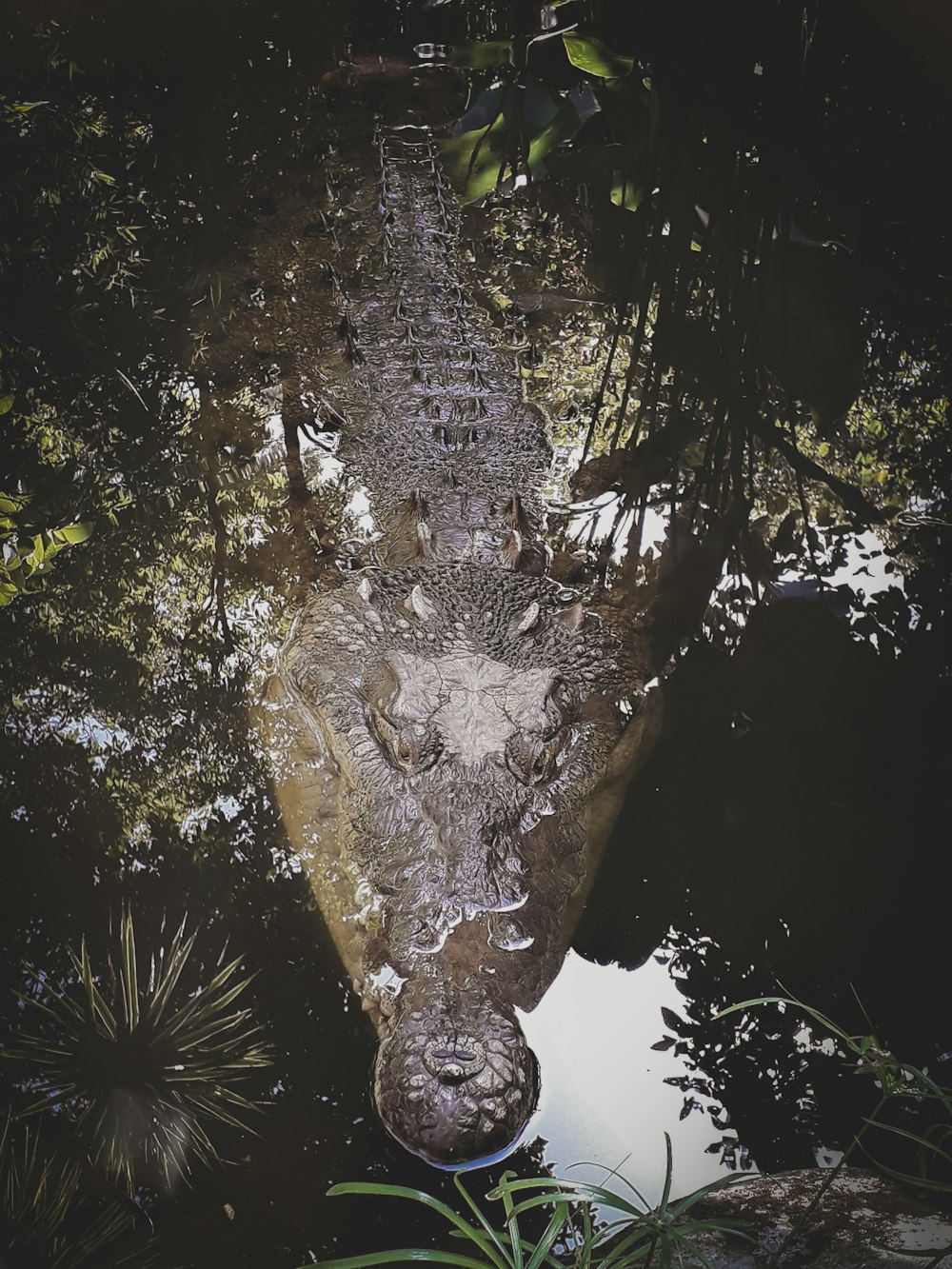 gray crocodile