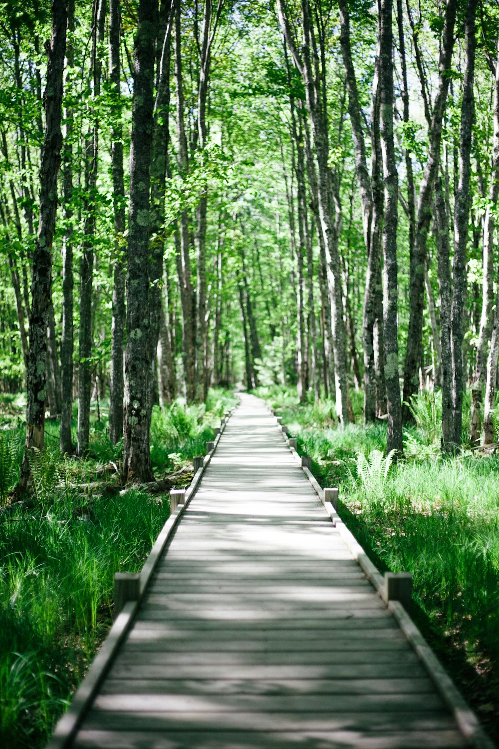 route entourée d’arbres