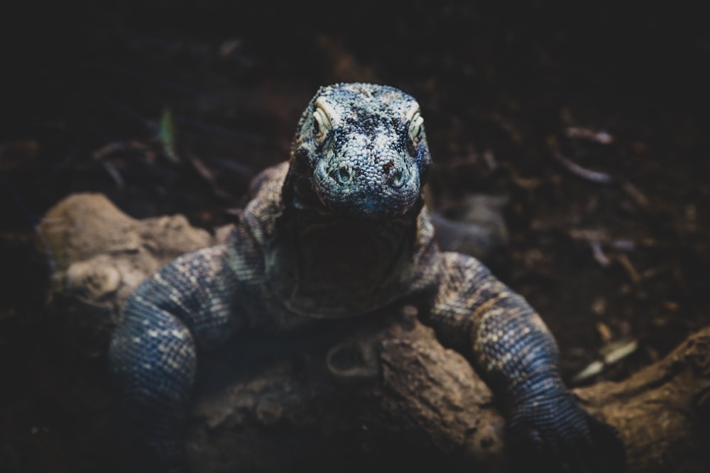 black and gray iguana