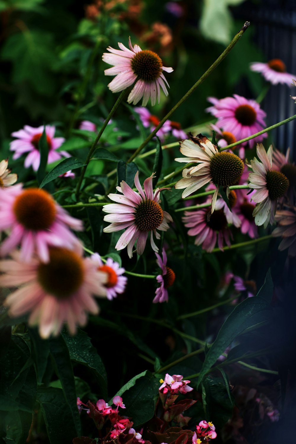 분홍색과 갈색 꽃잎 꽃